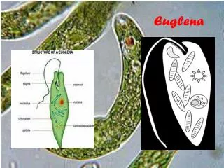 euglena