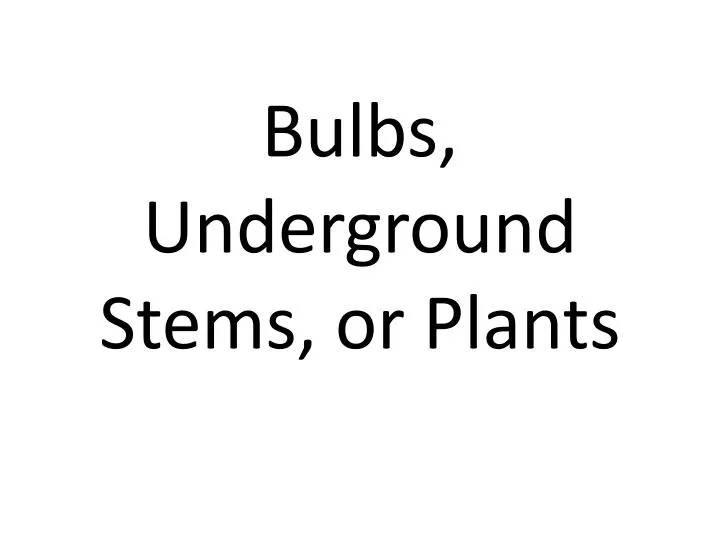 bulbs underground stems or plants