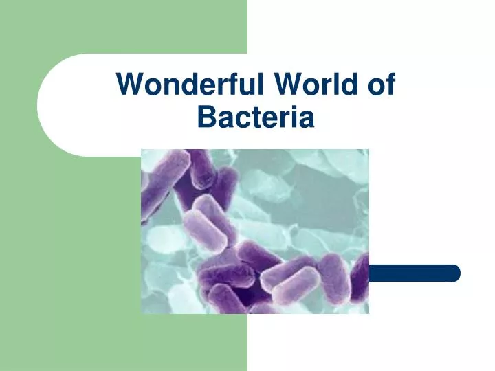 wonderful world of bacteria
