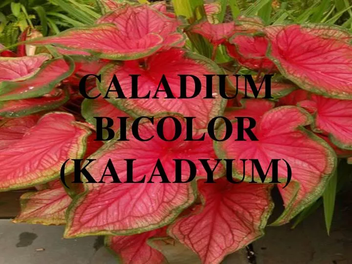 caladium bicolor kaladyum