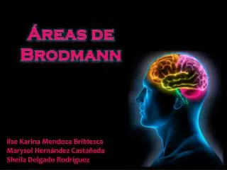 Áreas de Brodmann