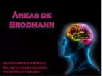 Áreas de Brodmann
