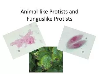 Animal-like Protists and Funguslike Protists