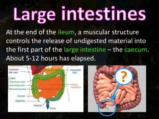 Large intestines