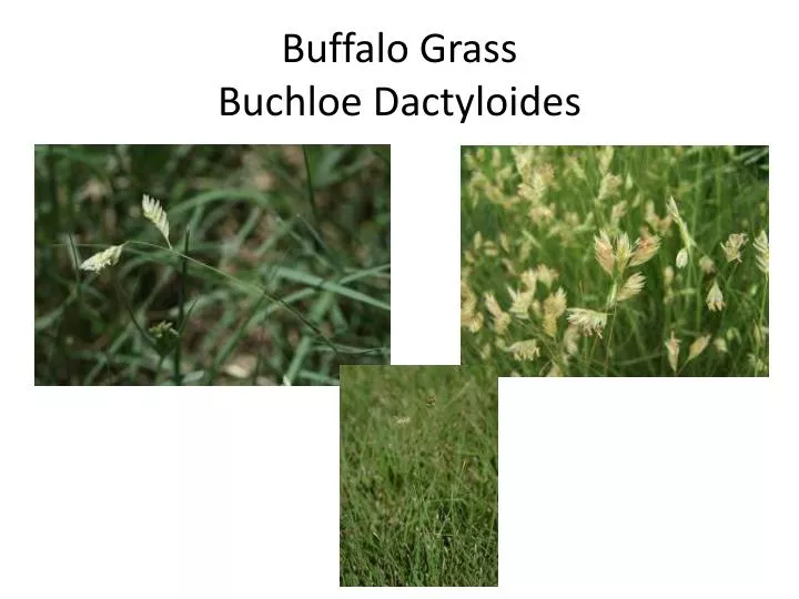 buffalo grass buchloe dactyloides