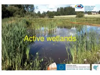 active wetlands