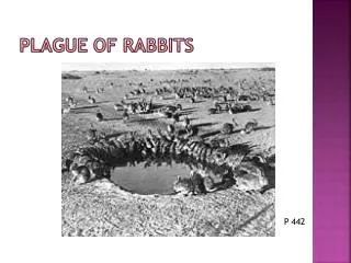Plague of rabbits