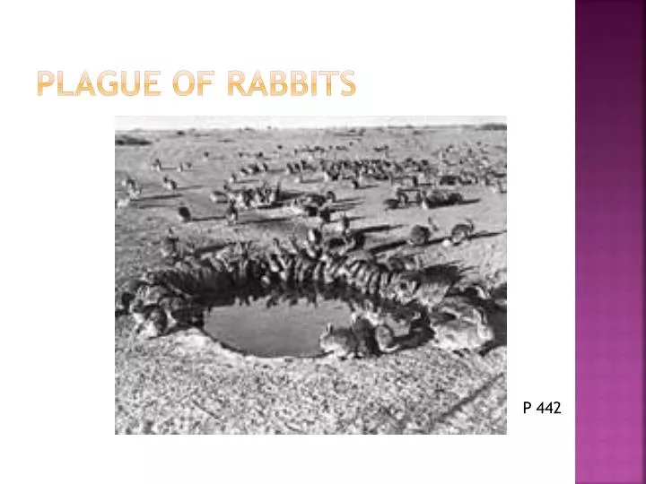 plague of rabbits