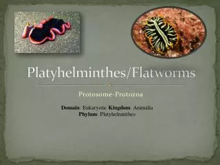 Platyhelminthes/Flatworms