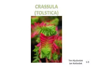 crassula tolstica