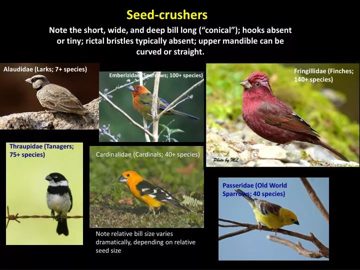 seed crushers