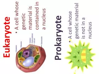 prokaryote