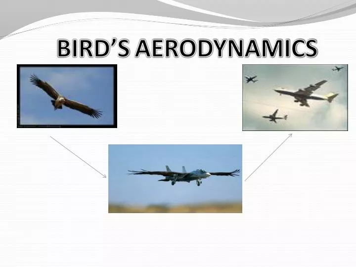 bird s aerodynamics