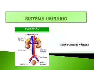sistema urinario