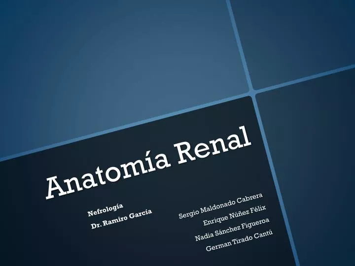 anatom a renal