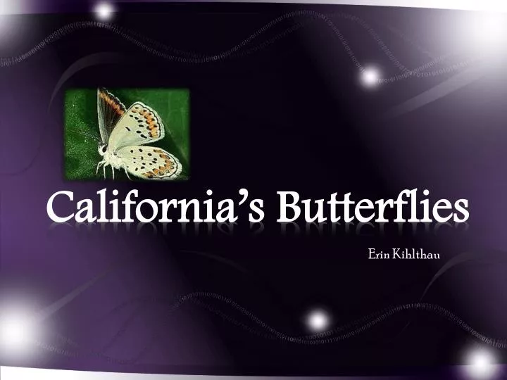 california s butterflies