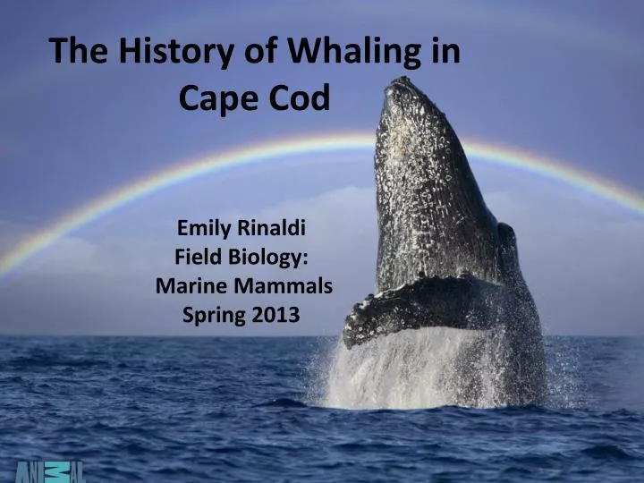 the history of whaling in cape cod