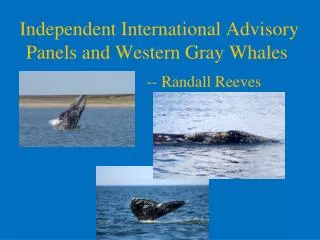Independent International Advisory Panels and Western Gray Whales