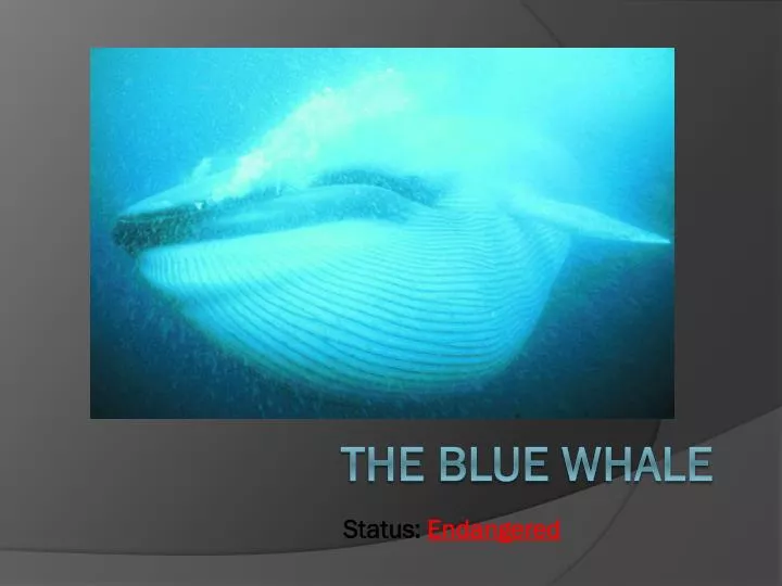 the blue whale