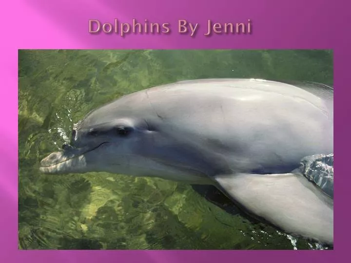 dolphins by jenni