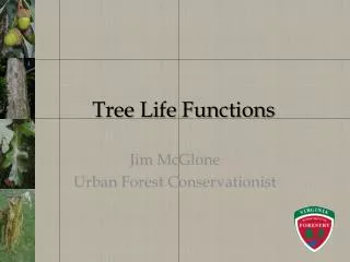 Tree Life Functions
