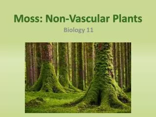 Moss: Non-Vascular Plants