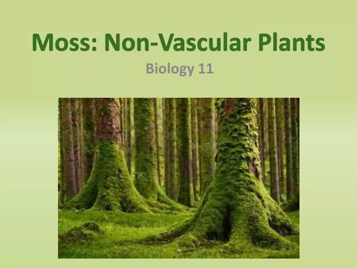 moss non vascular plants