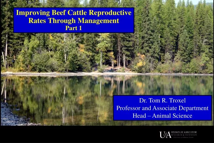 improving beef cattle reproductive rates through management part 1