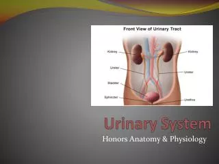 Urinary System