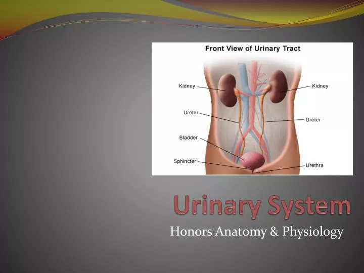urinary system