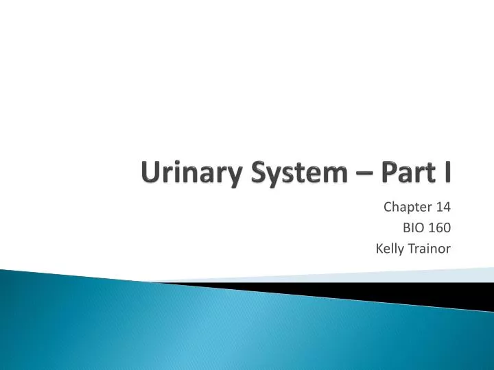 urinary system part i