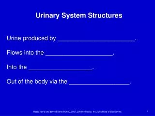 Urinary System Structures