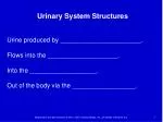 Urinary System Structures - slide 1