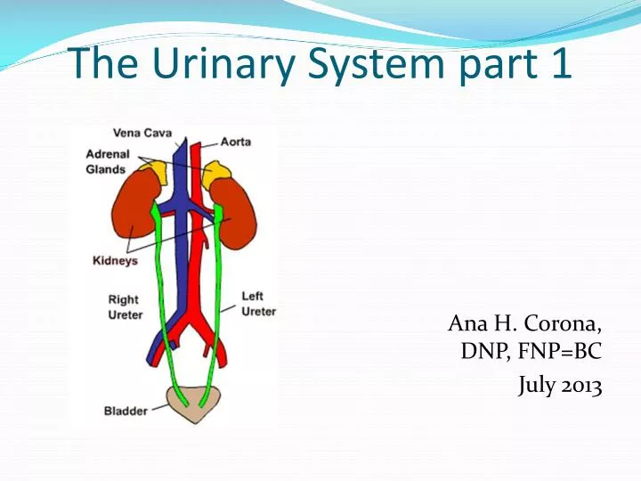 the urinary system part 1