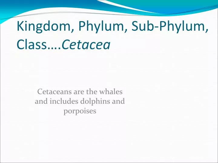 kingdom phylum sub phylum class cetacea