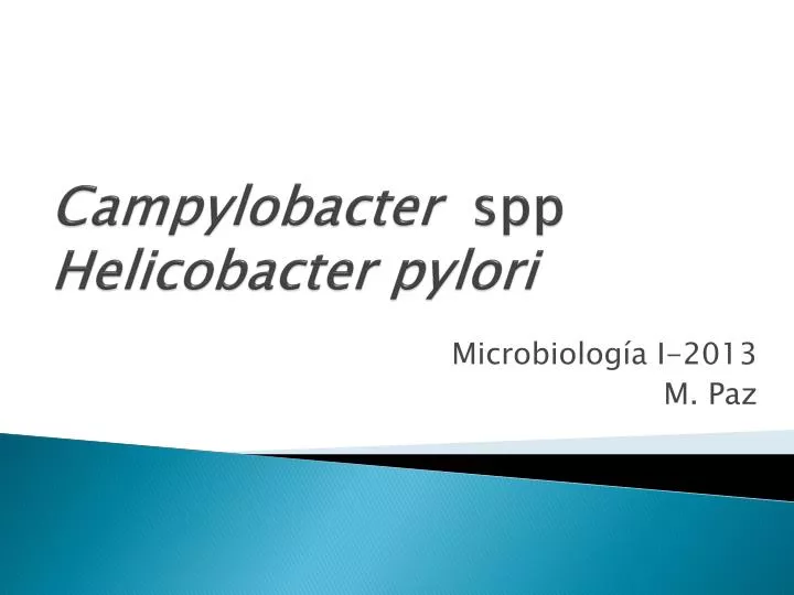 campylobacter spp helicobacter pylori