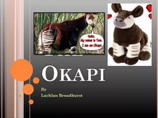 The Okapi