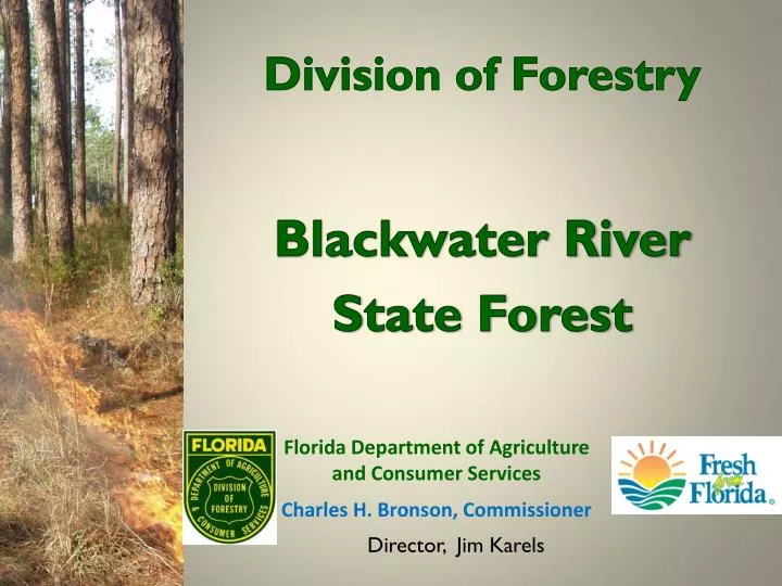 division of forestry