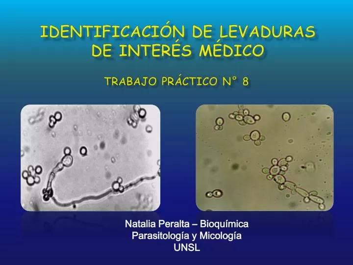 identificaci n de levaduras de inter s m dico