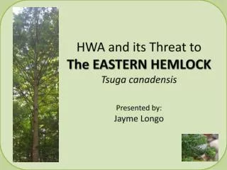 HWA and its Threat to The EASTERN HEMLOCK Tsuga canadensis Presented by: Jayme Longo