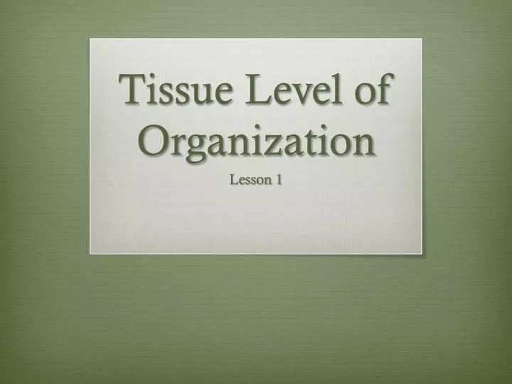 tissue level of organization