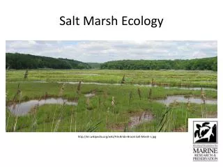 Salt Marsh Ecology