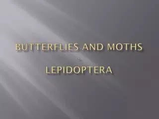 Butterflies and Moths - Lepidoptera