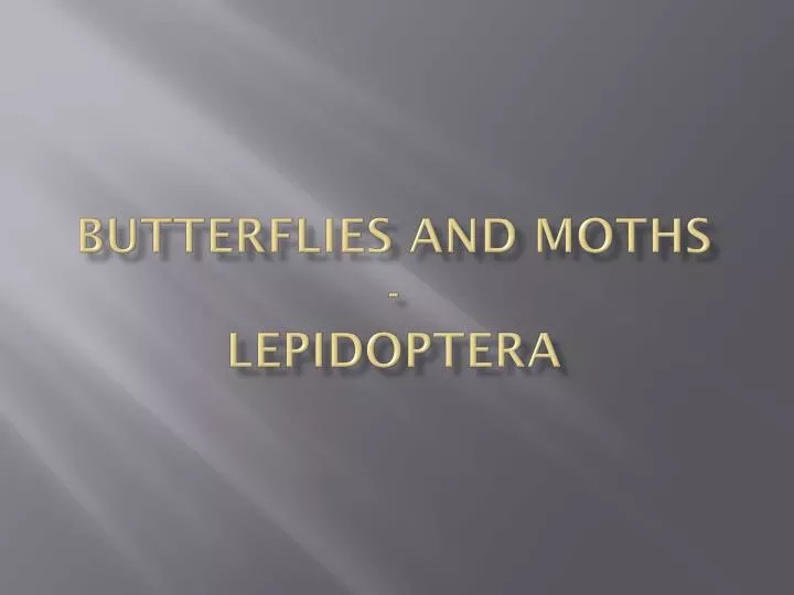butterflies and moths lepidoptera
