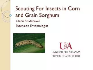 Scouting For Insects in Corn and Grain Sorghum