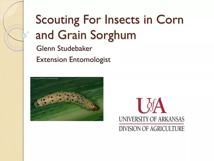 scouting for insects in corn and grain sorghum