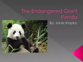 The Endangered Giant Panda