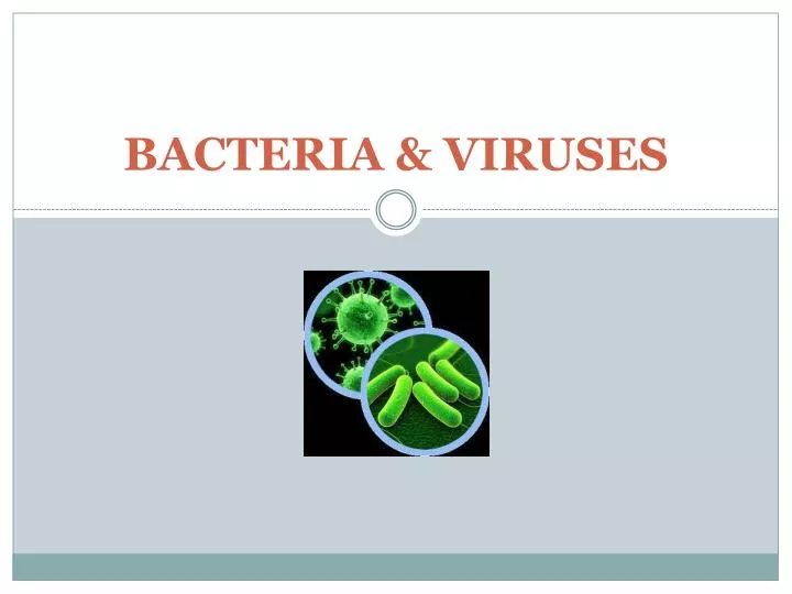 bacteria viruses