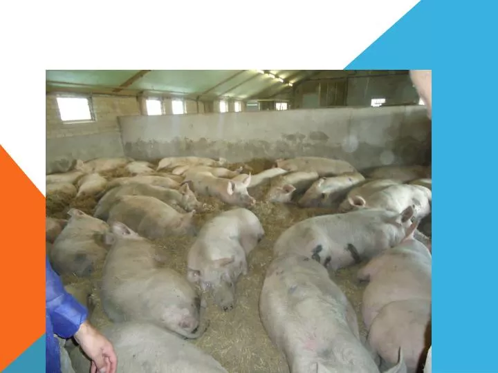 pig production