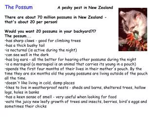 Is The Possum Native To NZ?